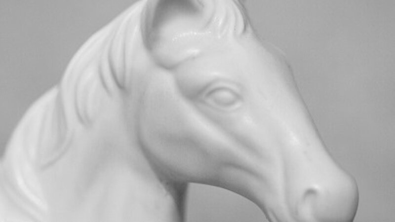Portrait Weißes Pferd